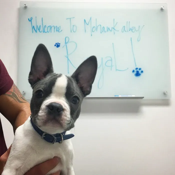 Mohawk Alley Animal Hospital Picture 7
