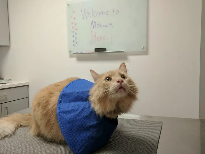 Mohawk Alley Animal Hospital Picture 8