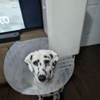Rivers Veterinary ico
