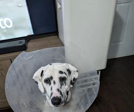 Rivers Veterinary