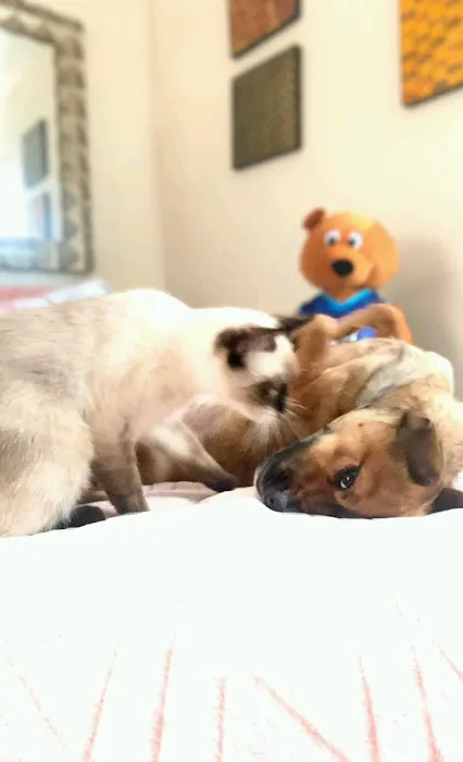 Alameda Animal Hospital Picture 5