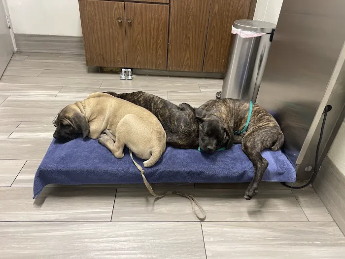 Alameda Animal Hospital Picture 7