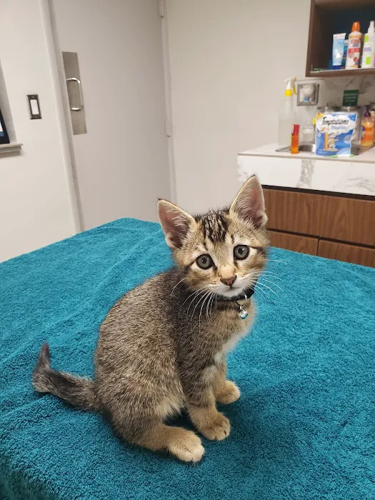 Alameda Animal Hospital Picture 9