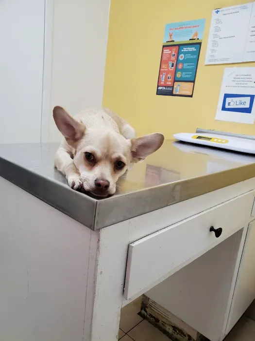 Affordable Animal Hospital: Compton Picture 2