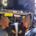 Affordable Animal Hospital: Compton