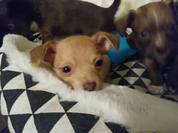 Affordable Animal Hospital: Compton Picture 4