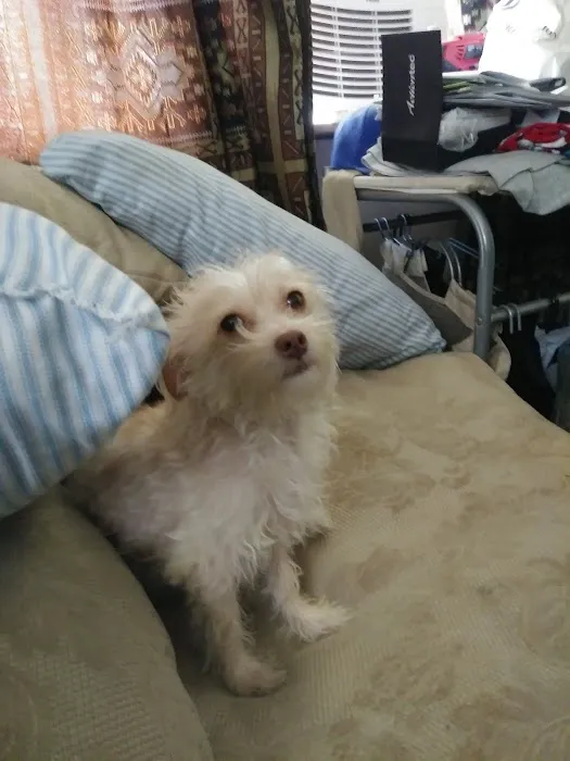 Affordable Animal Hospital: Compton Picture 5