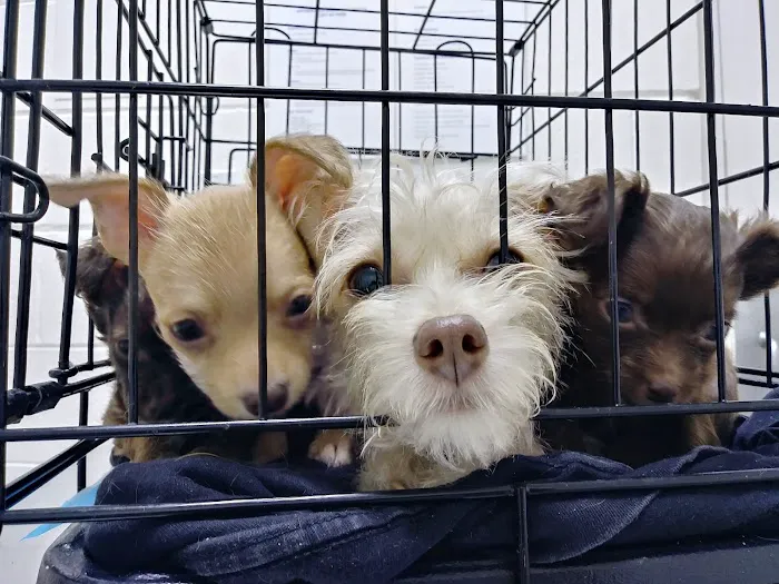 Affordable Animal Hospital: Compton Picture 9