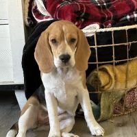 Firestone Animal Hospital ico