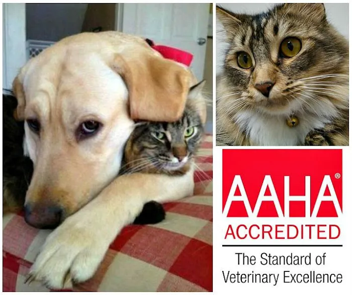 Firestone Animal Hospital Picture 2