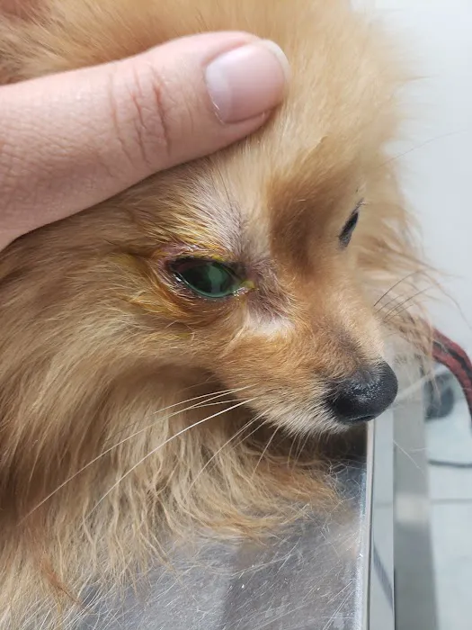 Firestone Animal Hospital Picture 9