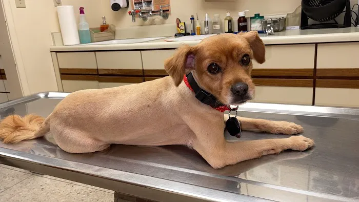 Thomas Veterinary Hospital Picture 2