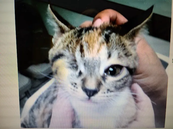 Garfield Animal Hospital Picture 10
