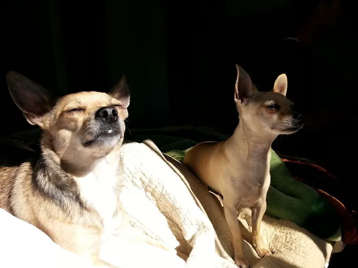 East Los Angeles Dog and Cat Hospital Picture 1