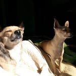 East Los Angeles Dog and Cat Hospital