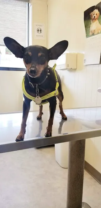 East Los Angeles Dog and Cat Hospital Picture 3