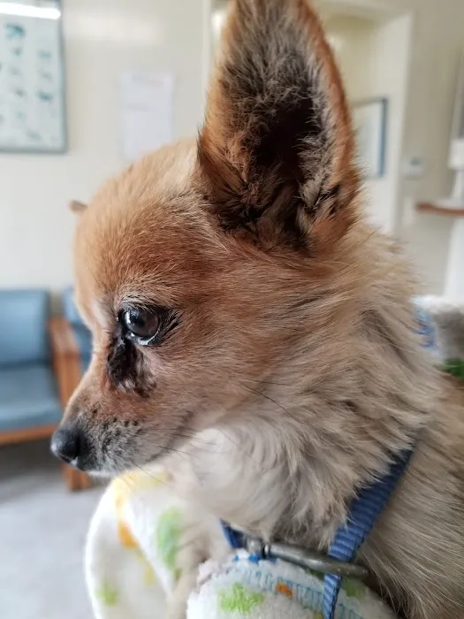 East Los Angeles Dog and Cat Hospital Picture 8