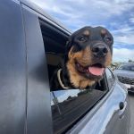 BeWell Animal Hospital