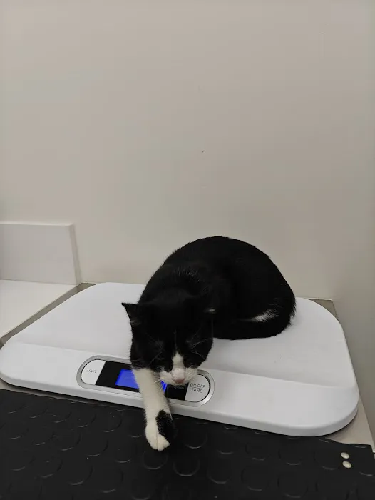 BeWell Animal Hospital Picture 5