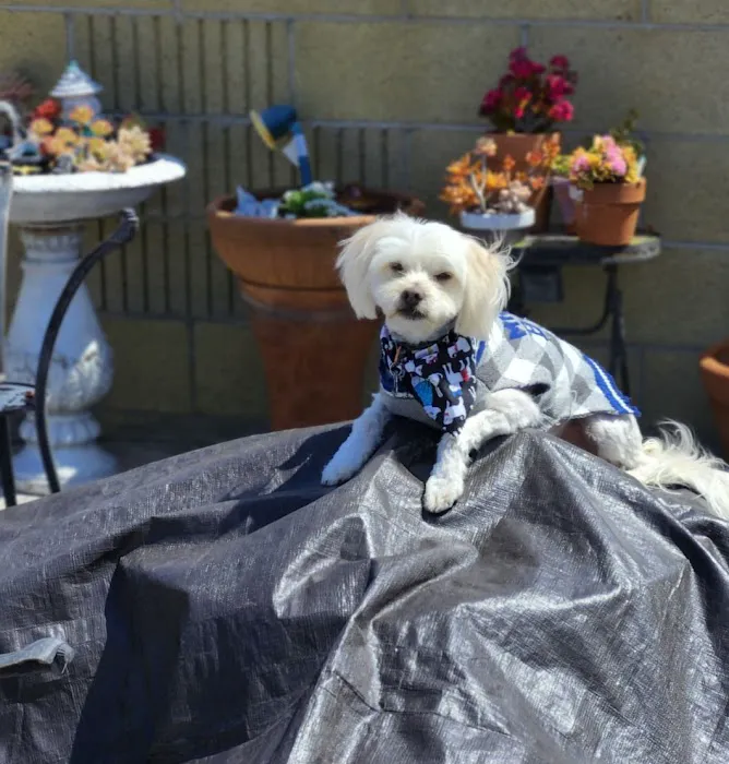 Downey Veterinary Hospital Picture 1