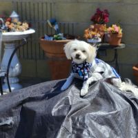 Downey Veterinary Hospital ico