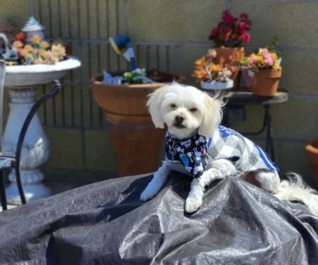 Downey Veterinary Hospital