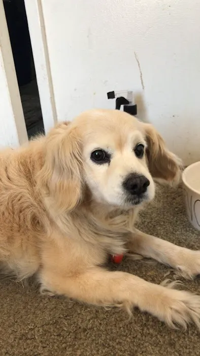 Banfield Pet Hospital Picture 10