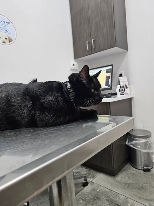Angel City Animal Hospital Picture 4