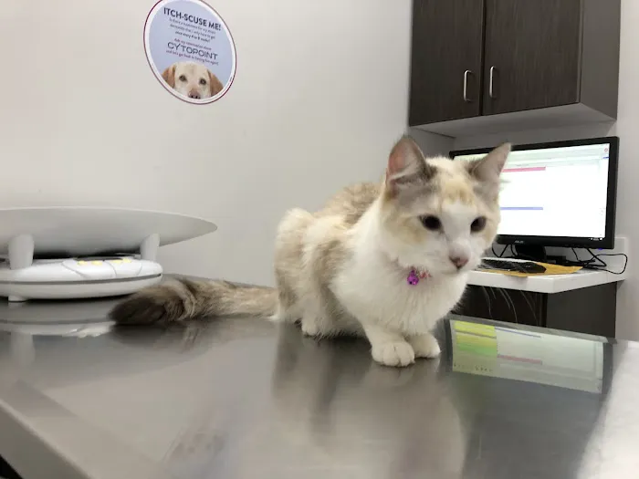 Angel City Animal Hospital Picture 7