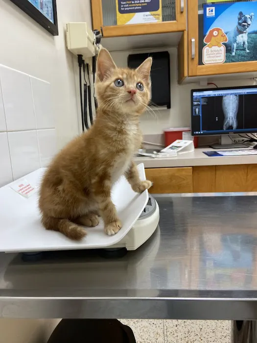 Echo Park Veterinary Hospital Picture 1
