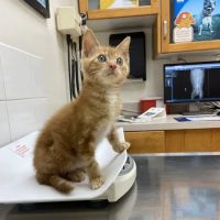 Echo Park Veterinary Hospital ico