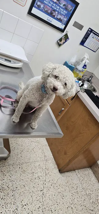 Echo Park Veterinary Hospital Picture 2
