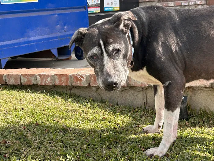 Echo Park Veterinary Hospital Picture 4