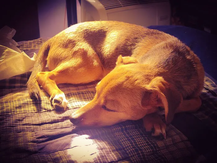 Echo Park Veterinary Hospital Picture 10