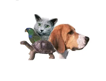 Torrance Animal hospital Picture 6