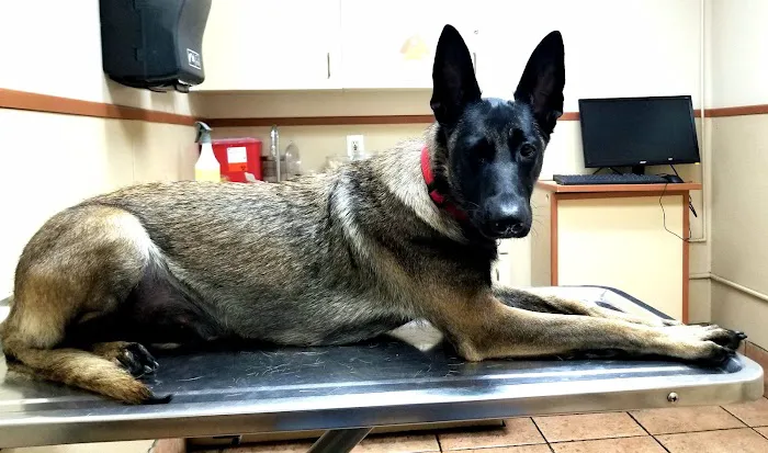 Torrance Companion Animal Hospital Picture 2