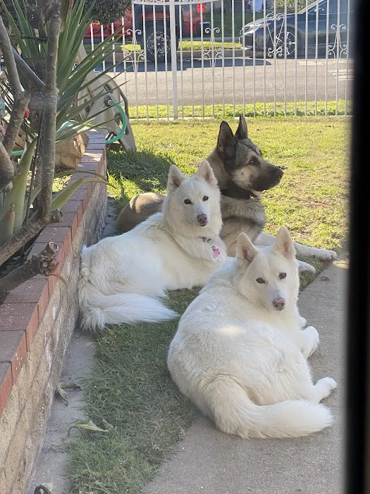 Torrance Companion Animal Hospital Picture 4