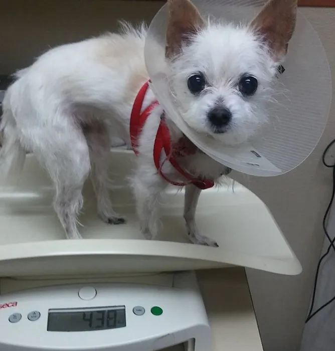 Torrance Companion Animal Hospital Picture 10