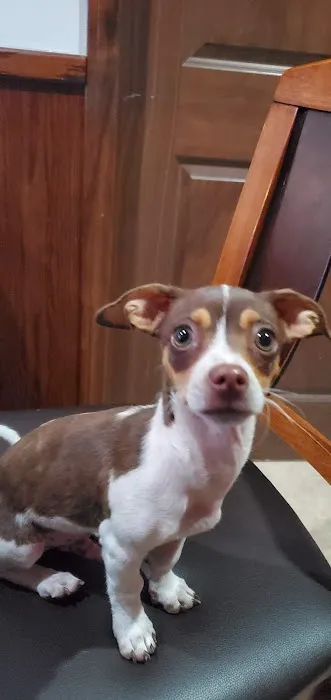 Torrance Companion Animal Hospital Picture 7