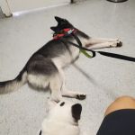 Ohana veterinarian clinic
