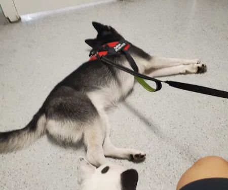 Ohana veterinarian clinic