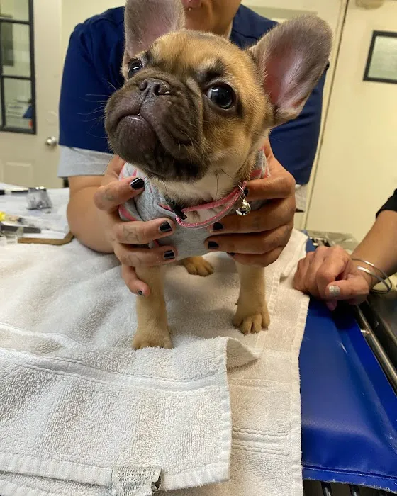 Ohana veterinarian clinic Picture 6