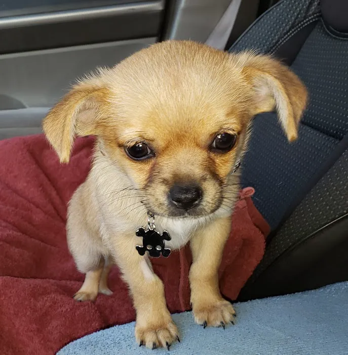 Ohana veterinarian clinic Picture 8