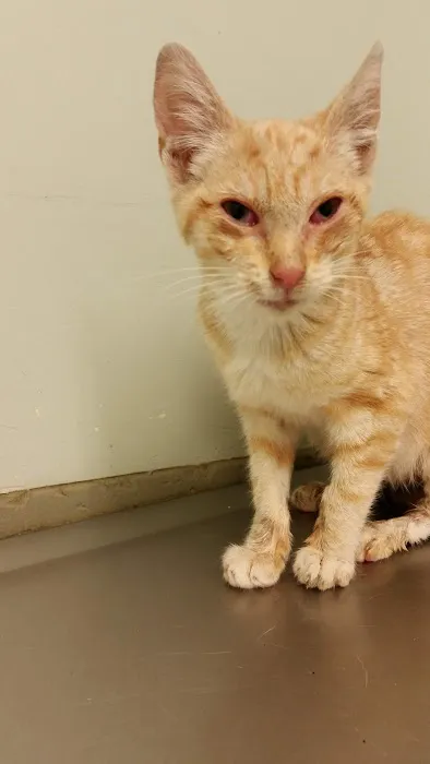 Ohana veterinarian clinic Picture 10