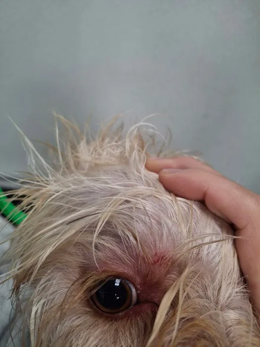 Avalon Animal Hospital & Bird Clinic Picture 4