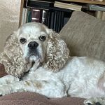 Avalon Animal Hospital & Bird Clinic