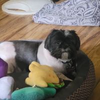 Banfield Pet Hospital ico