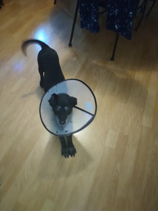 Banfield Pet Hospital Picture 2