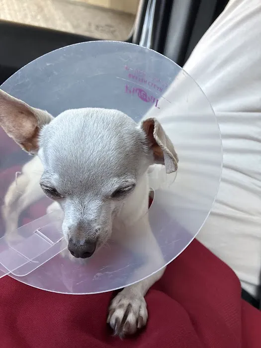 Pasadena Veterinary Urgent Care Picture 1