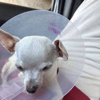 Pasadena Veterinary Urgent Care ico